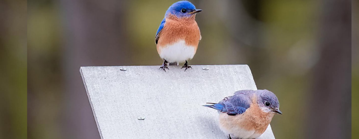 WAITLIST | 2026 Bluebird Project | Help us jazz up Willistown by spreading the blues!